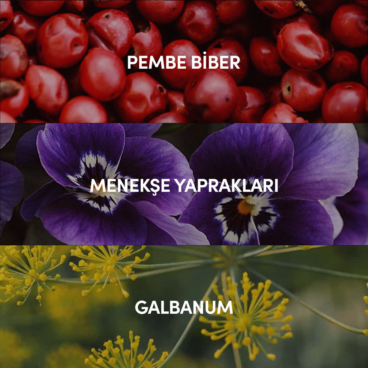 Austin Edp Erkek Parfüm 100ml | Odunsu - Baharatlı - Amber | Erik, Sedir, Paçuli, Misk